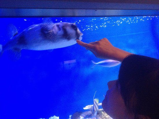 Acuario de Takeshima