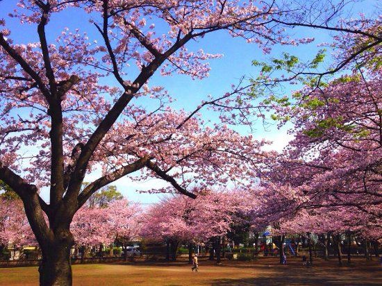 Fuchunomori-park
