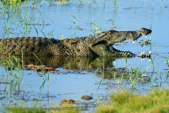 Bundala National Park