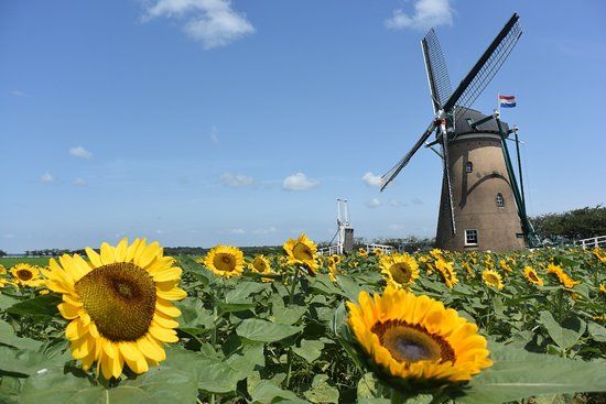 Sakura Furusato Square