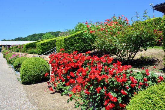Hana Festa Memorial Park