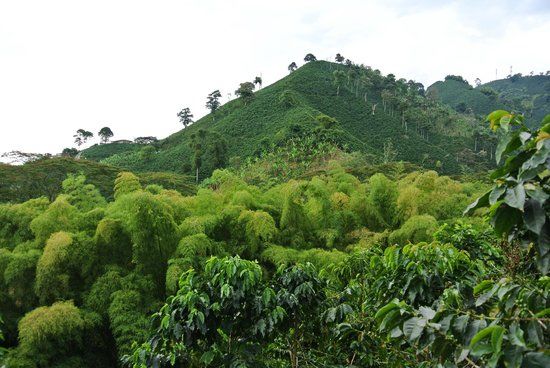 Hacienda Guayabal