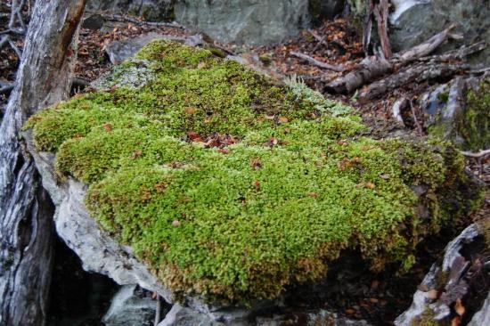 Parque Etnobotanico Omora