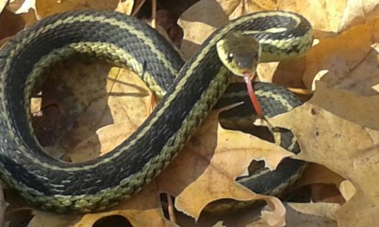 Upper Canada Migratory Bird Sanctuary