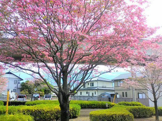 Izumi Pedestrian Path