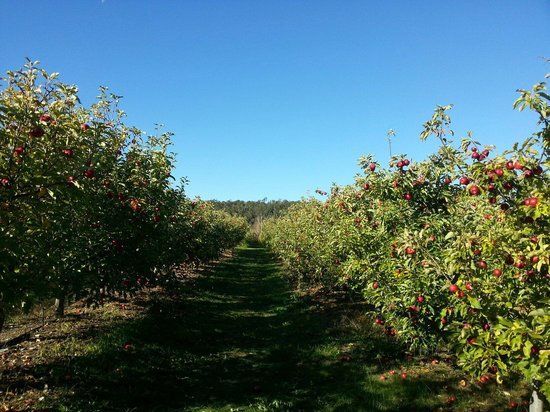 Spring Valley Orchard