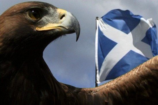 Loch Lomond Bird of Prey Centre