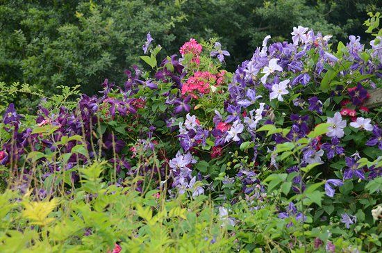 Judith Queree's Garden