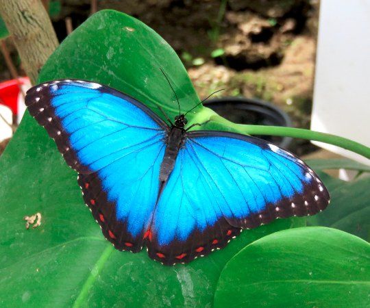 Portsmouth Natural History Museum