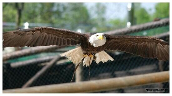 Forest Park of Surprises