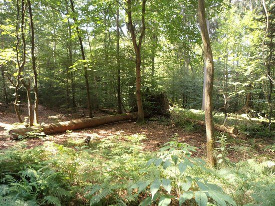 Wildwald Voßwinkel