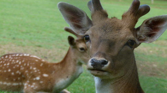 Parco Zoo di Poppi