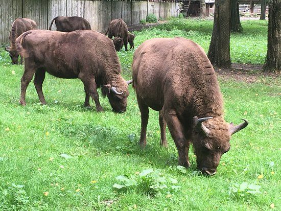 European Bison Reservation