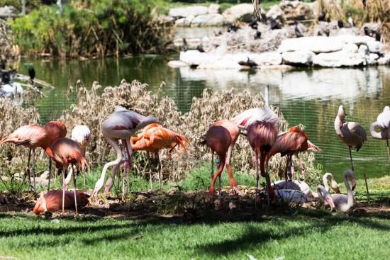 Den Bibelske Zoo