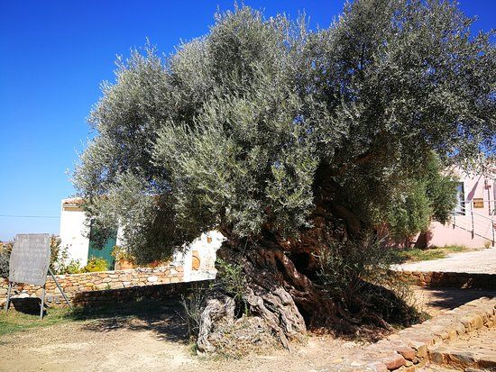Olive Tree Museum of Vouves