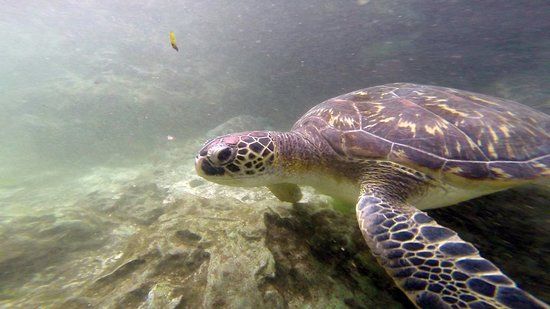 Nungwi Natural Aquarium