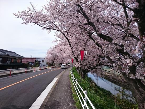 Row of Cherry Trees in Nabeta Riverbank