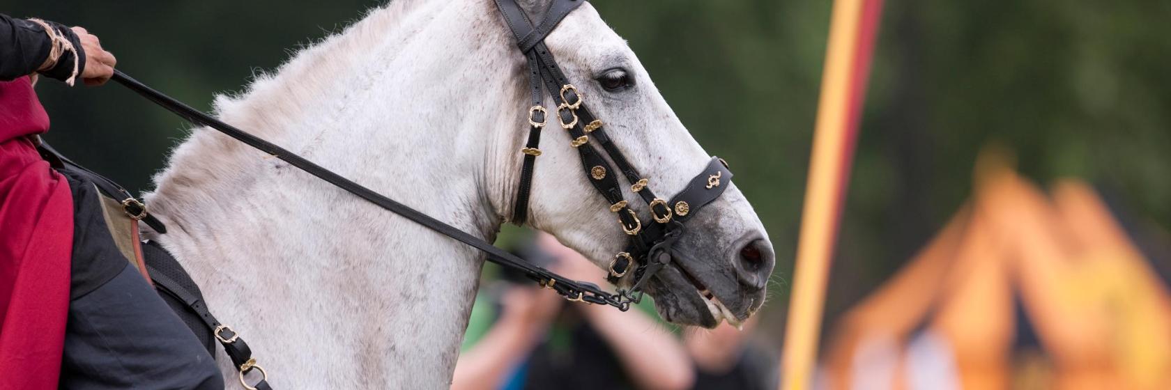 Stortebecker Festival