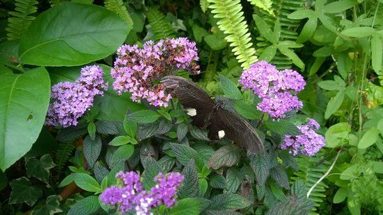Straffan Butterfly Farm