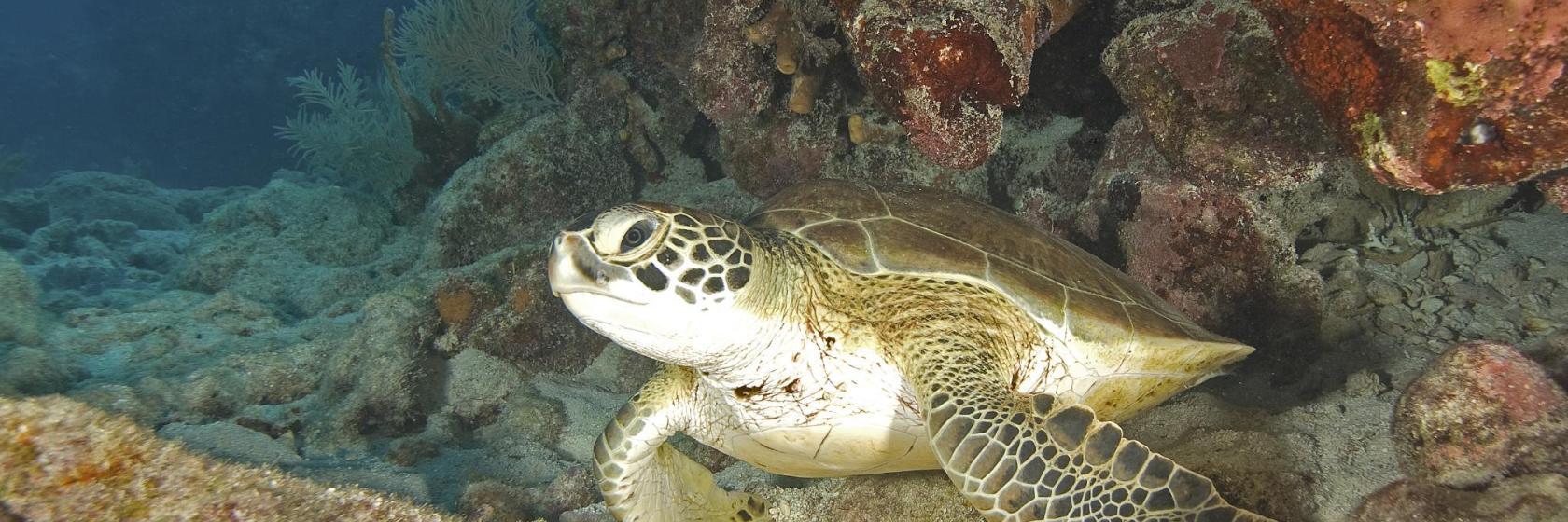 John Pennekamp Coral Reef State Park