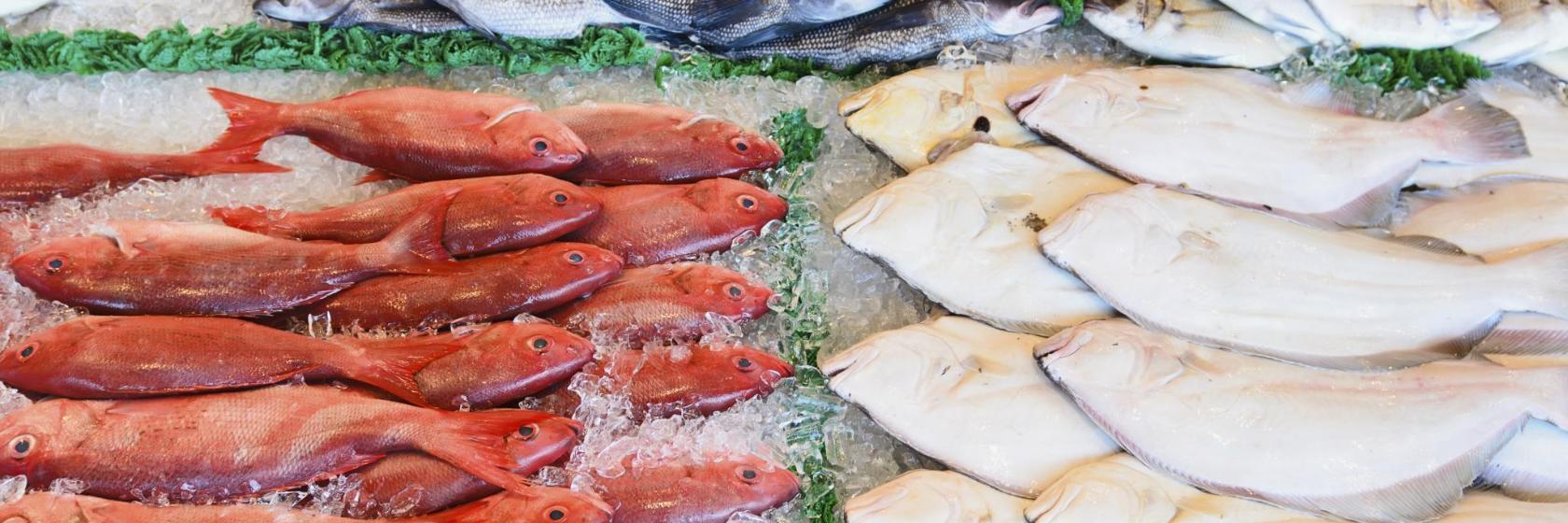 Fish Market