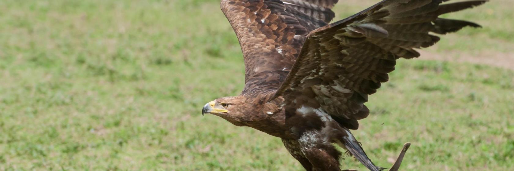 Eagle Show at Castle Landskron