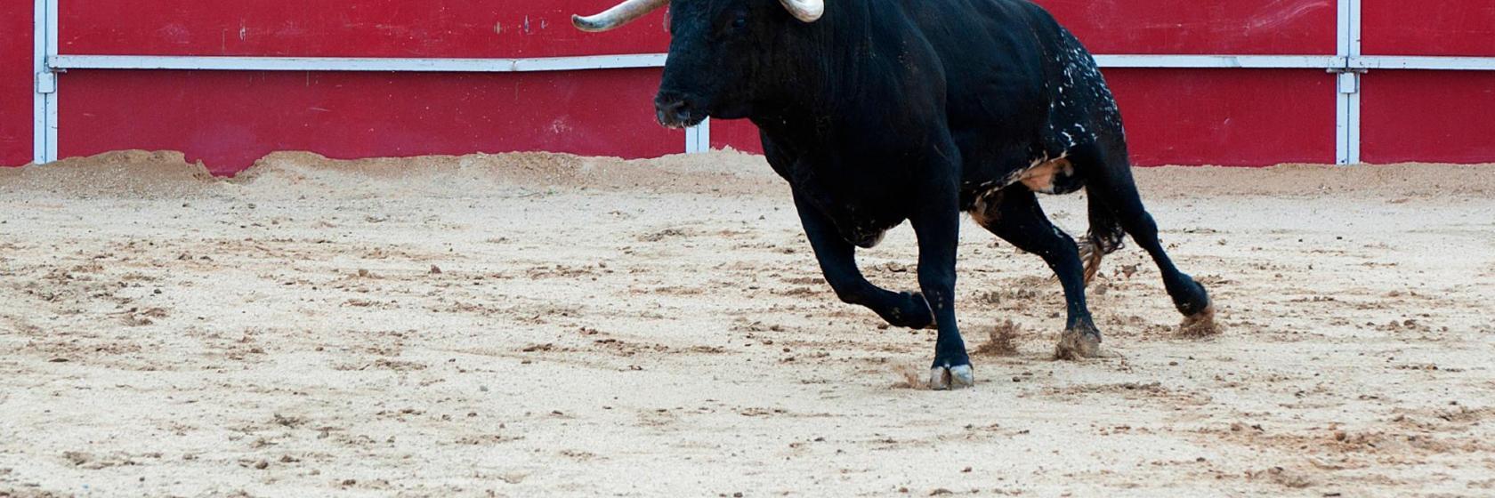 Plaza de toros de Palencia