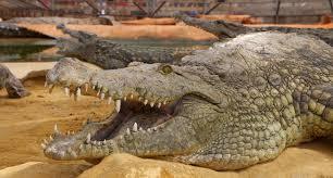 Crocodile Farm