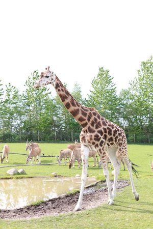Givskud Zoologiske Have