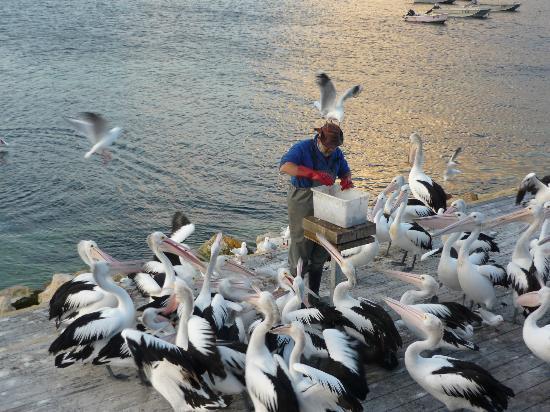 Kangaroo Island Penguin Centre