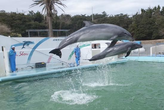 Inubosaki Marine Park