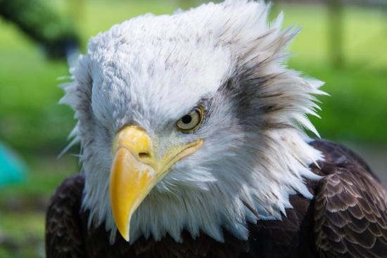 Isle of Wight Owl and Falconry Centre