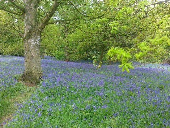 Bluebell Woods of Yoxall Lodge