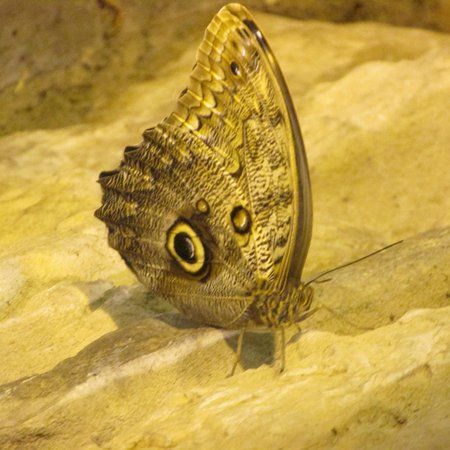 Butterflies at the Bridge