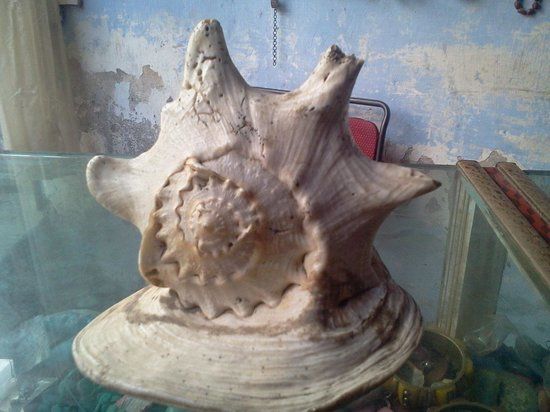 Souvenir City & Shark Museum