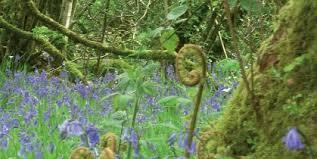 Drumnaph Community Nature Reserve