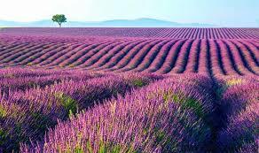 Lavender fields