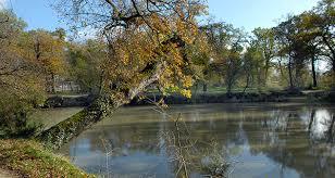 Bois de Thouars
