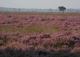 Nationalpark Dwingelderveld