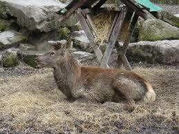 Parc animalier La Bannie