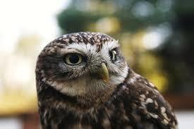 Hilltop Birds of Prey