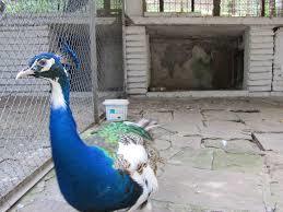 Zoo Kyustendil