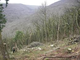 Hawkcombe Woods National Nature Reserve