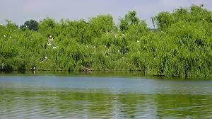 Boquilobo Bog Natural Reserve