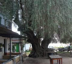 Acebuches del Rocío