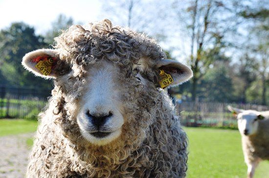 Kinderboerderij De Elzenhoek