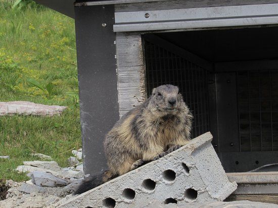 Marmot's Paradise