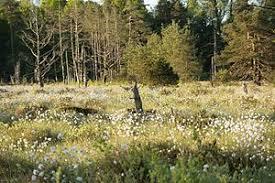 Naturschutzzentrum Wurzacher Ried