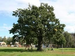 Ebelmuizas Parks
