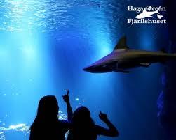 Haga Ocean